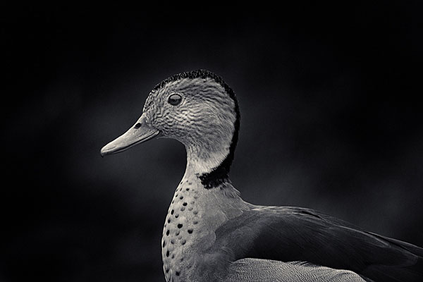 Photograph Antti Viitala Teal on One Eyeland
