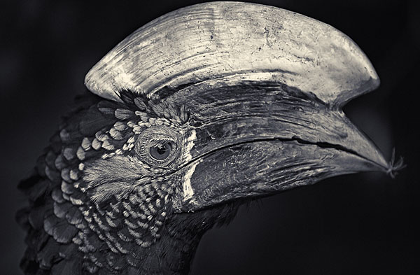 Photograph Antti Viitala Silvery Cheeked Hornbill on One Eyeland