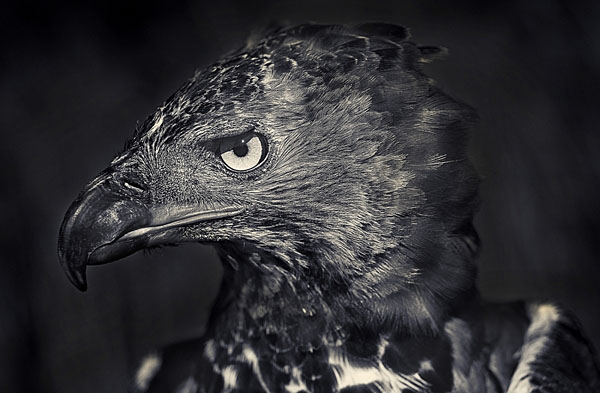 Photograph Antti Viitala Black Eagle on One Eyeland