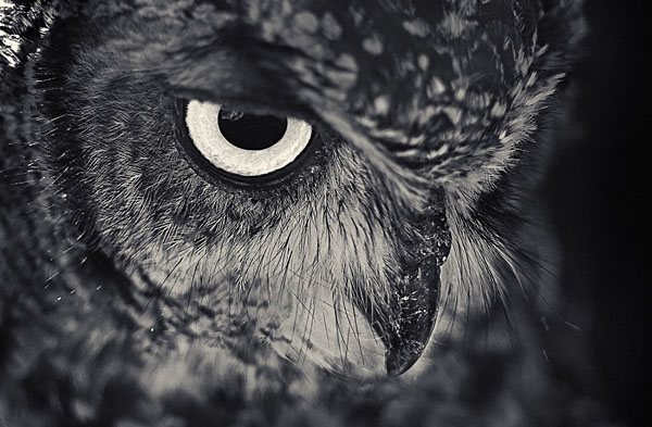 Photograph Antti Viitala Owl on One Eyeland