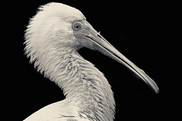 Photograph Antti Viitala African Spoonbill on One Eyeland