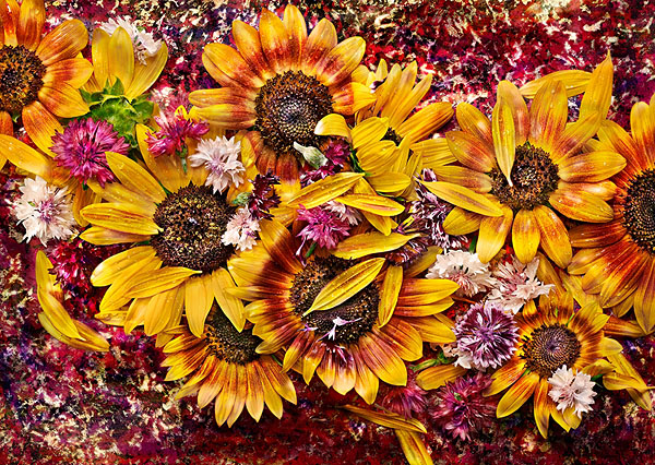 Photograph David Bishop Sunflowers on One Eyeland
