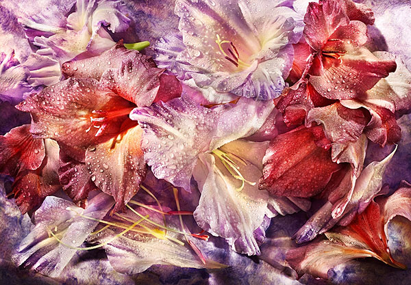 Photograph David Bishop Gladiolas on One Eyeland
