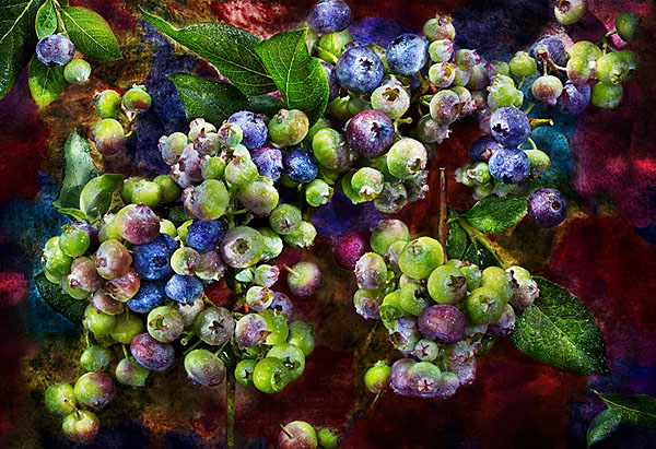 Photograph David Bishop Blueberries on One Eyeland