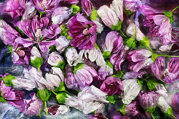 Photograph David Bishop Hollyhocks on One Eyeland