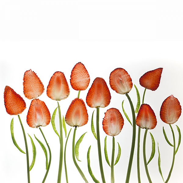 Photograph Nithya Radhakrishnan Tulip Field on One Eyeland