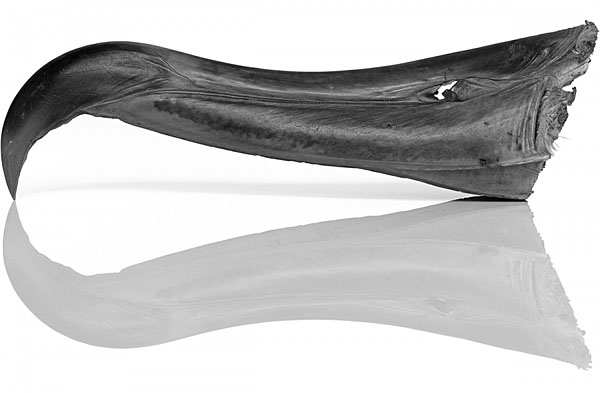 Photograph Antti Viitala Albatross on One Eyeland