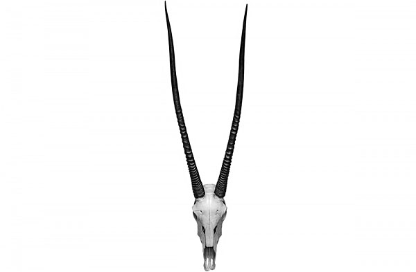 Photograph Antti Viitala Oryx on One Eyeland
