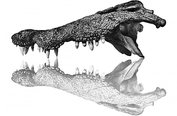 Photograph Antti Viitala Crocodile on One Eyeland