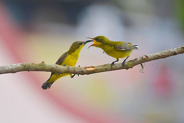 Photograph Agussyarif Hanafie Feeding on One Eyeland