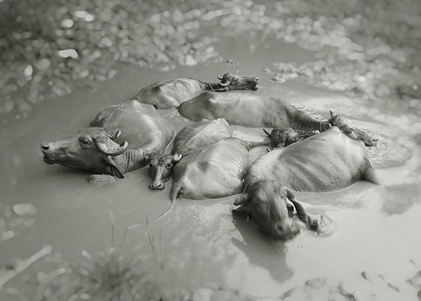Photograph Sumit Ranjan Black Buffalo on One Eyeland
