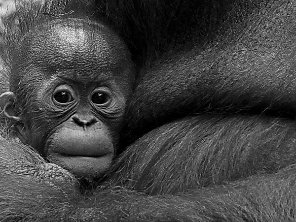 Photograph Duduh Sadarachmat Baby on One Eyeland