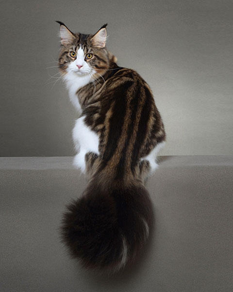 Photograph Fuiyau Yap Maine Coon Cat on One Eyeland