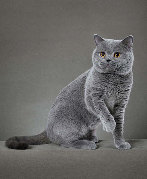 Photograph Fuiyau Yap British Shorthair on One Eyeland