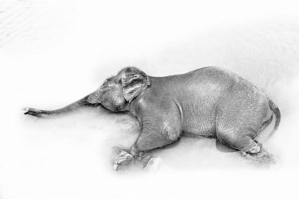 Photograph Jano Stovka Elephant on One Eyeland