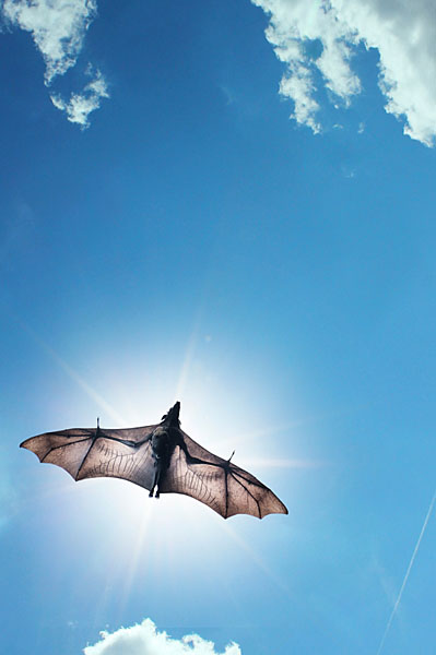 Photograph Jano Stovka Pteropus Vampyrus on One Eyeland