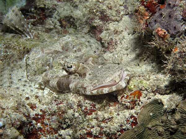 Photograph Hafiz Zainol Crocodile Fish on One Eyeland