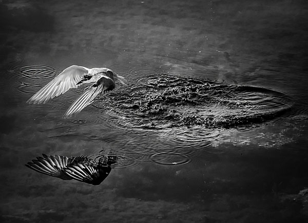 Photograph Alexandru Andreescu Reflection on One Eyeland