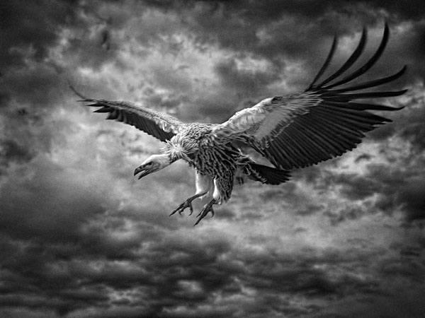 Photograph Antti Viitala Vulture on One Eyeland