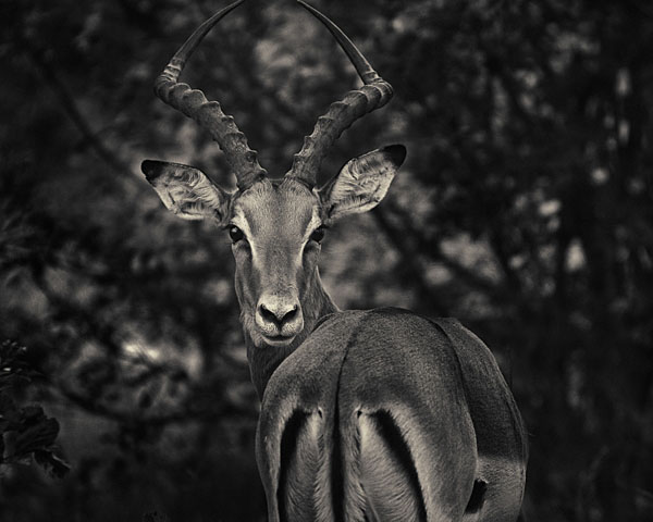 Photograph Antti Viitala Impala on One Eyeland