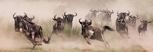 Photograph Arun Mohanraj Wildebeests Migration Masai Mara on One Eyeland