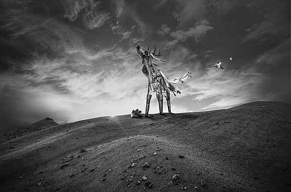 Photograph Marek Komisaruk Deer on One Eyeland