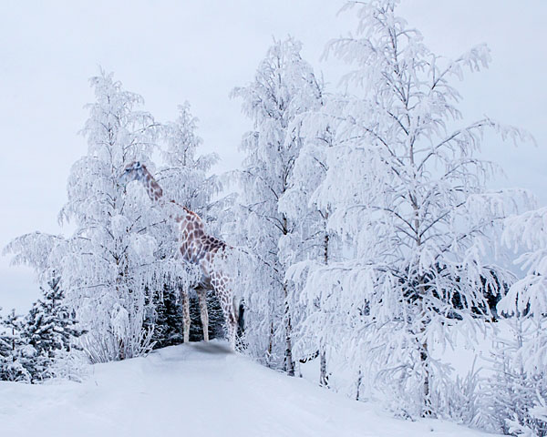 Photograph Petteri Mussalo Giraff In Winter Frost on One Eyeland