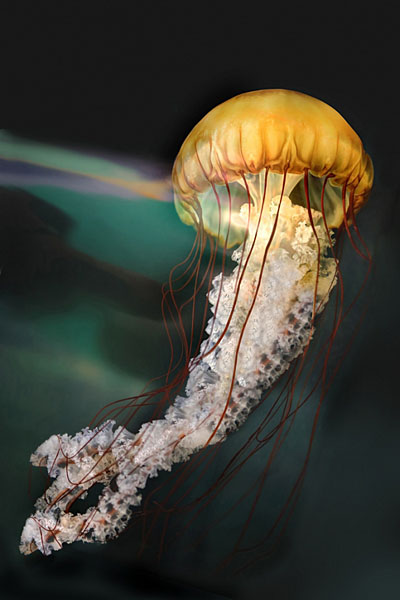 Photograph Andrzej Bochenski Frill on One Eyeland