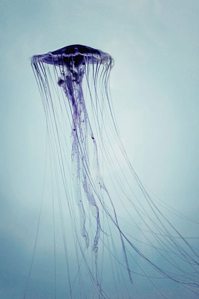 Photograph Andrzej Bochenski Jellyfish 2 on One Eyeland