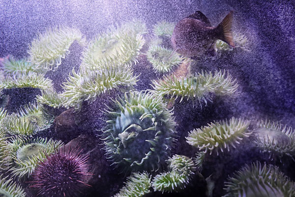 Photograph Andrzej Bochenski Microcosmos on One Eyeland