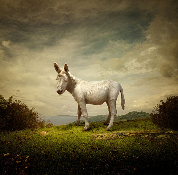Photograph Michele Secchi White Donkey on One Eyeland