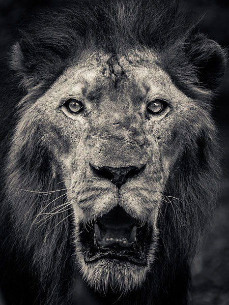 Photograph Binoy Uthup King on One Eyeland