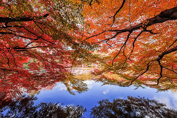 Photograph K Sharad Haksar When Every Leaf Is A Flower on One Eyeland