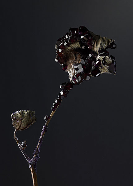 Photograph Tal Silverman Black Crystals on One Eyeland