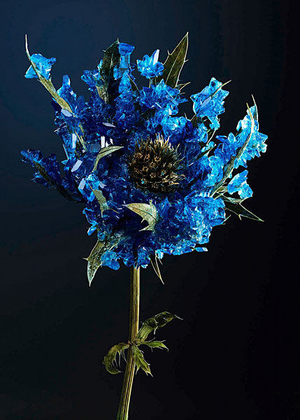 Photograph Tal Silverman Blue Crystals on One Eyeland