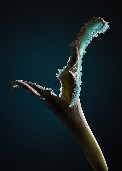 Photograph Tal Silverman Green Crystals on One Eyeland