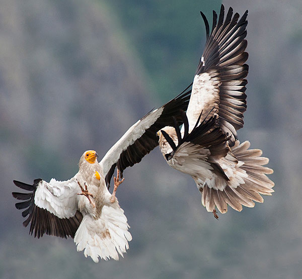 Photograph Kaloyan Hristov Egyptian Vultures on One Eyeland