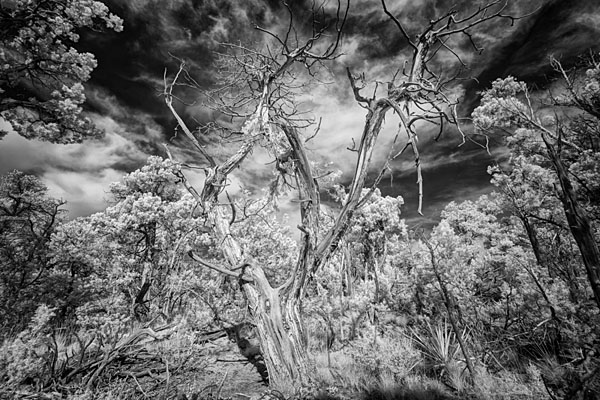 Photograph M Frisino El Greco Trees 1 on One Eyeland