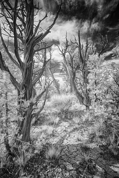 Photograph M Frisino El Greco Trees 2 on One Eyeland