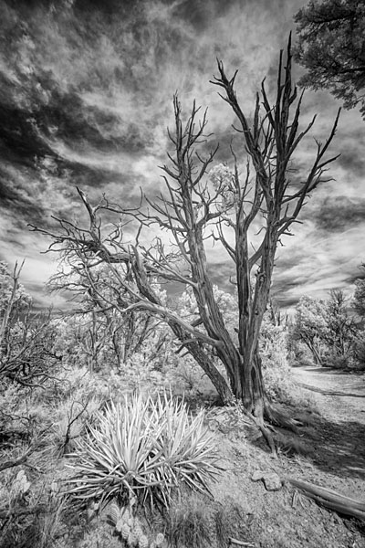 Photograph M Frisino El Greco Trees 3 on One Eyeland