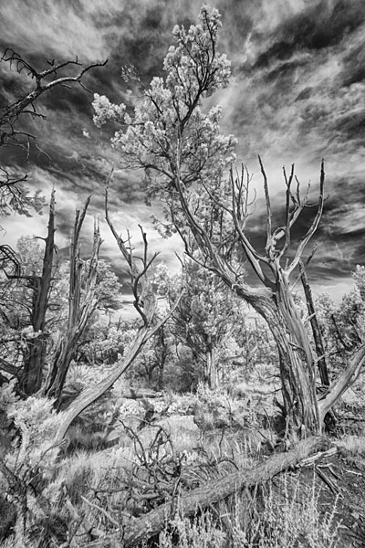 Photograph M Frisino El Greco Trees 4 on One Eyeland