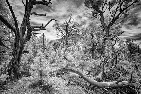 Photograph M Frisino El Greco Trees 5 on One Eyeland