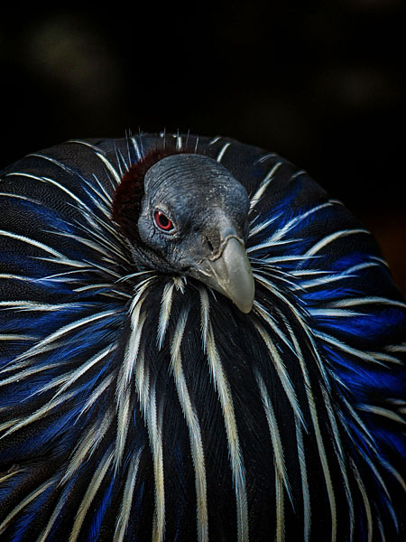 Photograph Haseo Hasegawa Clown on One Eyeland