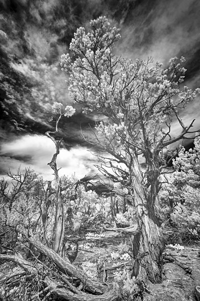 Photograph M Frisino El Greco Trees 6 on One Eyeland