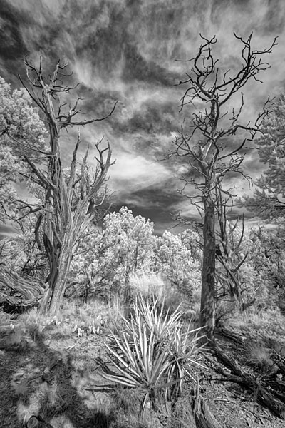 Photograph M Frisino El Greco Trees 7 on One Eyeland