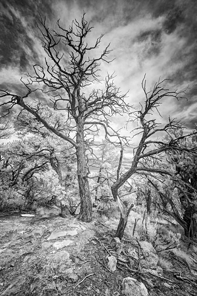 Photograph M Frisino El Greco Trees 8 on One Eyeland