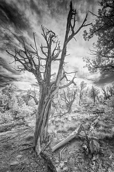Photograph M Frisino El Greco Trees 9 on One Eyeland