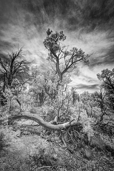 Photograph M Frisino El Greco Trees 10 on One Eyeland