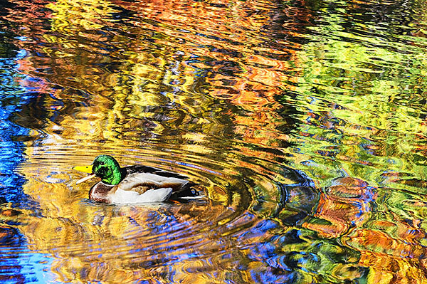 Photograph Mitchell Funk Duck Circle Reflections on One Eyeland