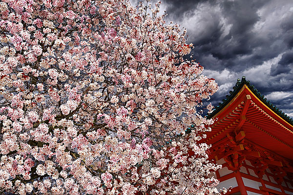 Photograph G Sharad Haksar Dark Clouds Of Bloom Japan on One Eyeland